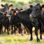 Trump’s Beef Move Stuns Ranchers Black cows grazing in a grassy field