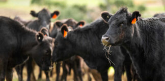 Black cows grazing in a grassy field