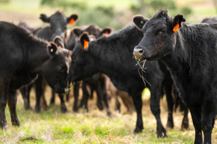 shutterstock_1729306699.jpg Black cows grazing in a grassy field