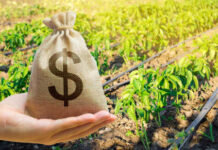 Fertilizer Prices SPIKE Overnight — Farmers Slammed A hand holding a burlap money bag with a dollar sign in a green agricultural field