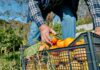 A farmer picking oranges from a crate in an orchard