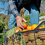 Florida Citrus Crisis: Record Drought and Disease A farmer picking oranges from a crate in an orchard