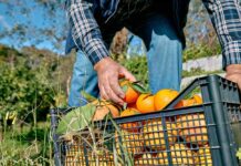Florida Citrus Crisis: Record Drought and Disease A farmer picking oranges from a crate in an orchard