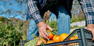 A farmer picking oranges from a crate in an orchard