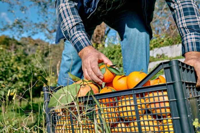 shutterstock_2120611463.jpg A farmer picking oranges from a crate in an orchard